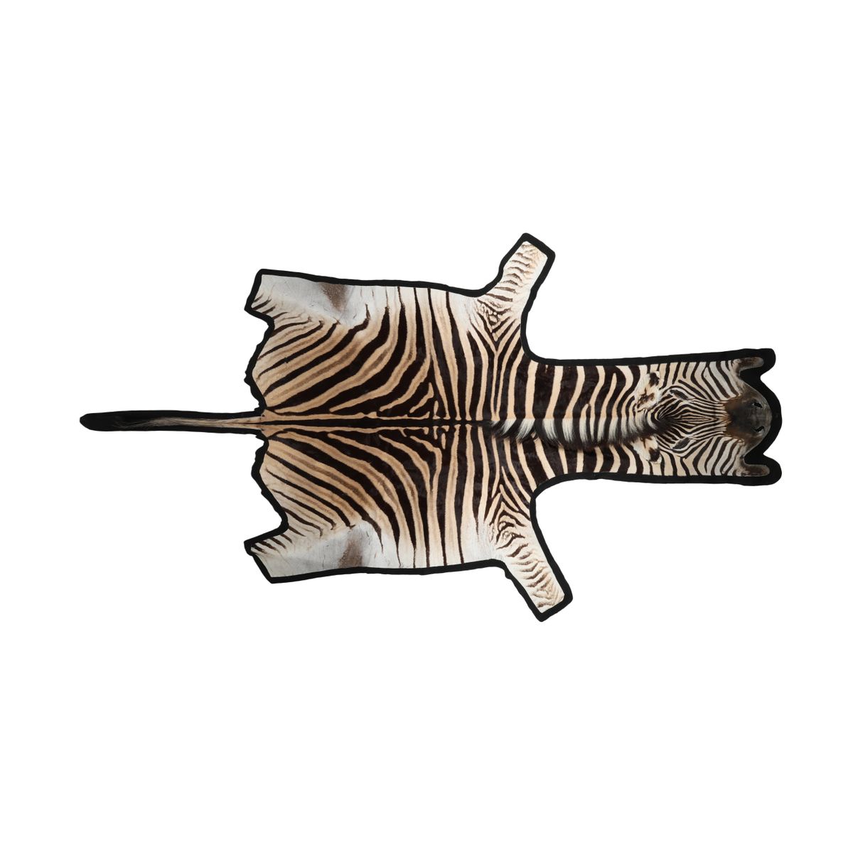 Zebraskinn | Premiumkvalitet | Sydafrika