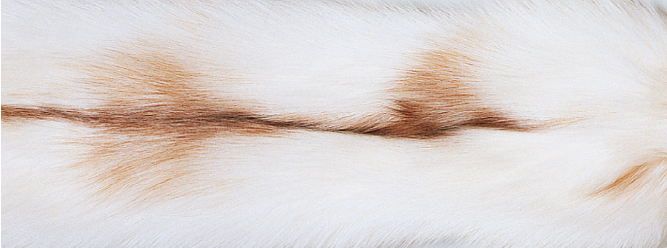 Filt | Kashmir & rävpäls | 130x200 cm Sun Glow Räv / Beige